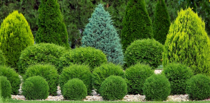 DUŻY NAWÓZ DO IGLAKÓW I TUI BOGATY SKŁAD WYBARWIENIE IGIEŁ 15 KG TARGET