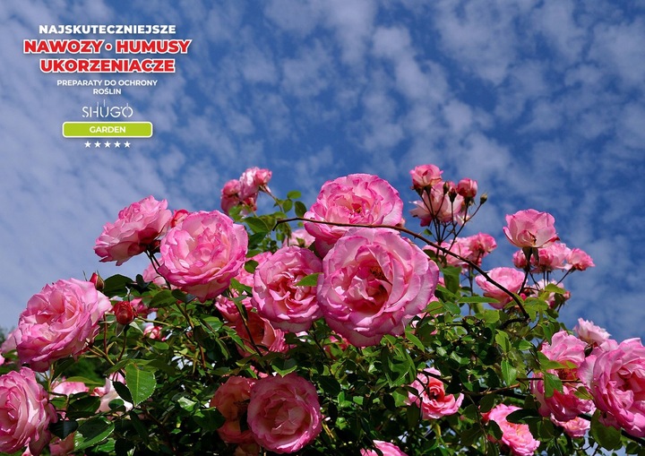 Nawóz do Róż 5 kg SHUGO