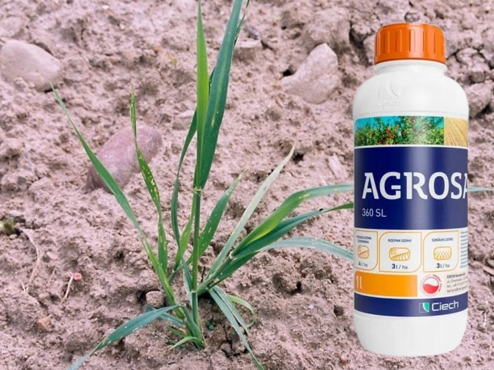 AGROSAR 360SL ŚRODEK CHWASTOBÓJCZY NA CHWASTY perz wiechliny mlecz 1l Ciech