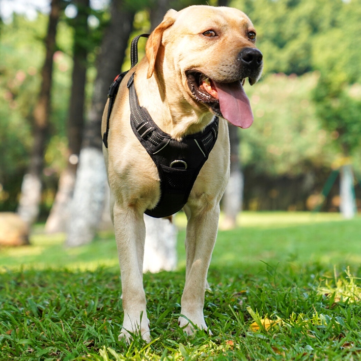 SZELKI BEZUCISKOWE dla dużego psa typu GUARD ELITE XL dla owczarka czar