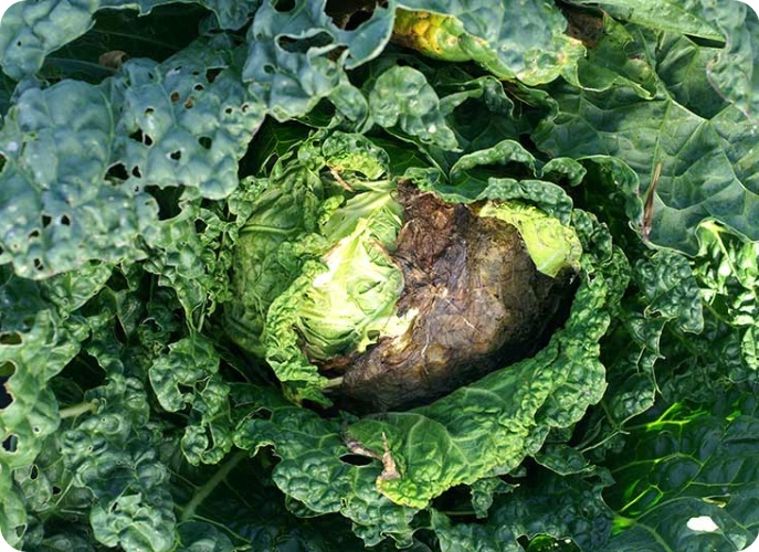 AMISTAR środek grzybobójczy szara pleśń mączniak rdza alternarioza 50ml