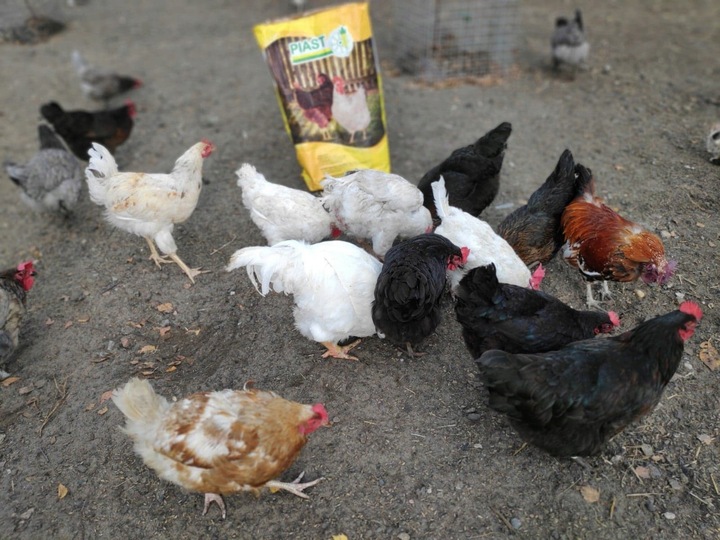 Pasza dla kur niosek GRANULOWANA Piast Pasza dla niosek pełnoporcjowa 25 kg