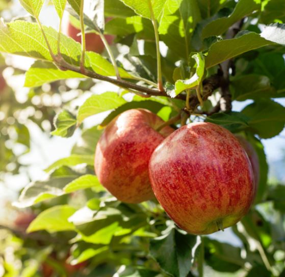 AZOPLON NPK 10-5-5 20kg NAWÓZ AZOT FOSFOR POTAS DO PLONVIT ADOB UNIWERSALNY