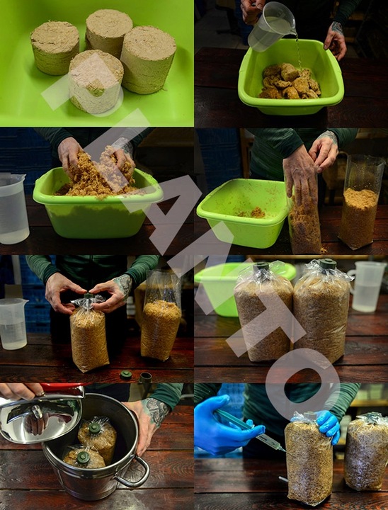 Soplówka jeżowata zestaw do uprawy grzybów