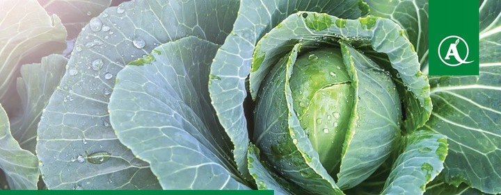 ŚRODEK GRZYBOBÓJCZY OPRYSK SCORPION 325 SC 500ML PARCH ZGNILIZNA PLEŚŃ