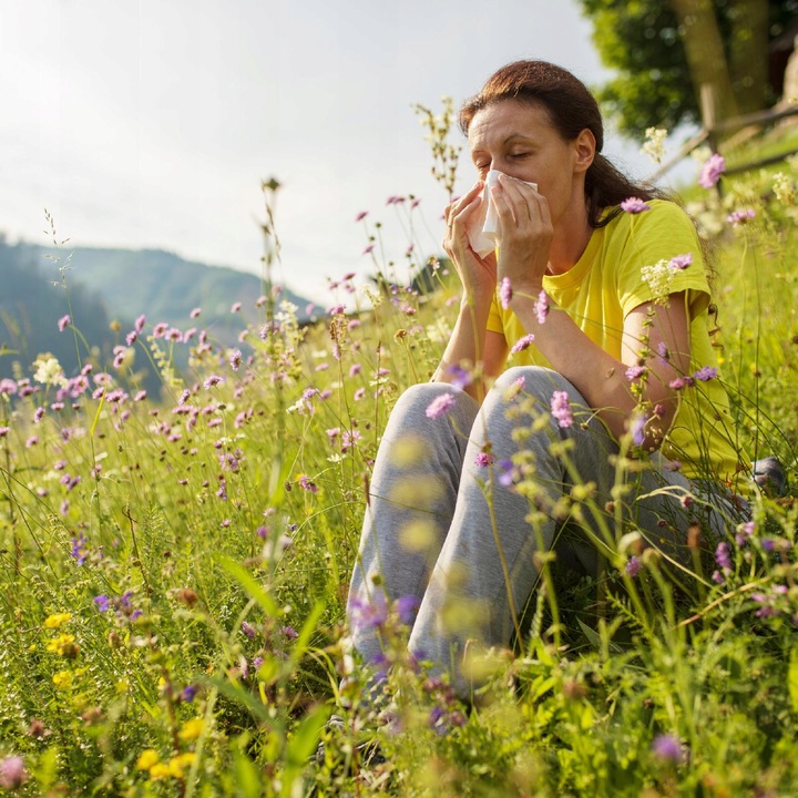 ALERGIA HERBATKA na alergię KATAR SIENNY pachnotka kwercetyna naturalna100%