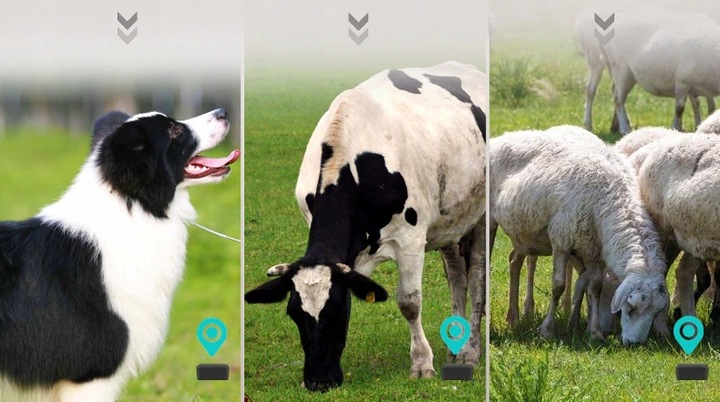 OBROŻA LOKALIZATOR GPS 1200mAh DLA ZWIERZĄT PSA KOT SOS APP BEZ ABONAMENTU