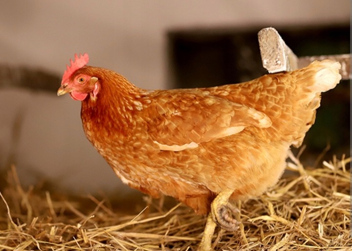 SUCHA DEZYNFEKCJA kurnika obory gołębnika Dezynfekant LIDER 25KG