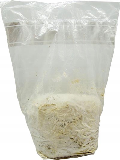 SOPLÓWKA JEŻOWATA gotowe podłoże 3kg GRZYBNIA