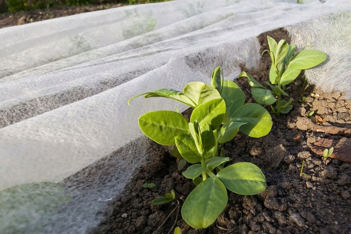 Otulina Wiosenna 3,2x20m Okryciowa 19g/m2 Lekka Rośliny Włóknina Ziemniaki