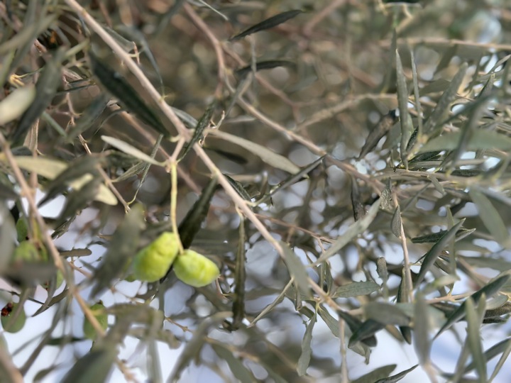 Nagradzana GRECKA Oliwa z Oliwek Extra Virgin 3L - ZBIÓR 2024/25 1 w POLSCE