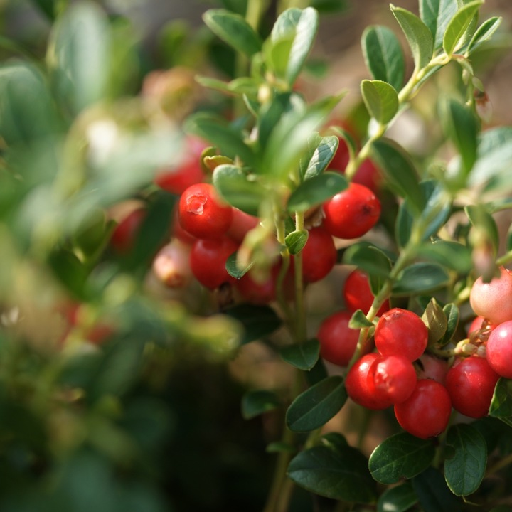 ŻURAWINA SUSZONA CIĘTA 1kg BEZ CUKRU ŚWIEŻA KLASA A nutt
