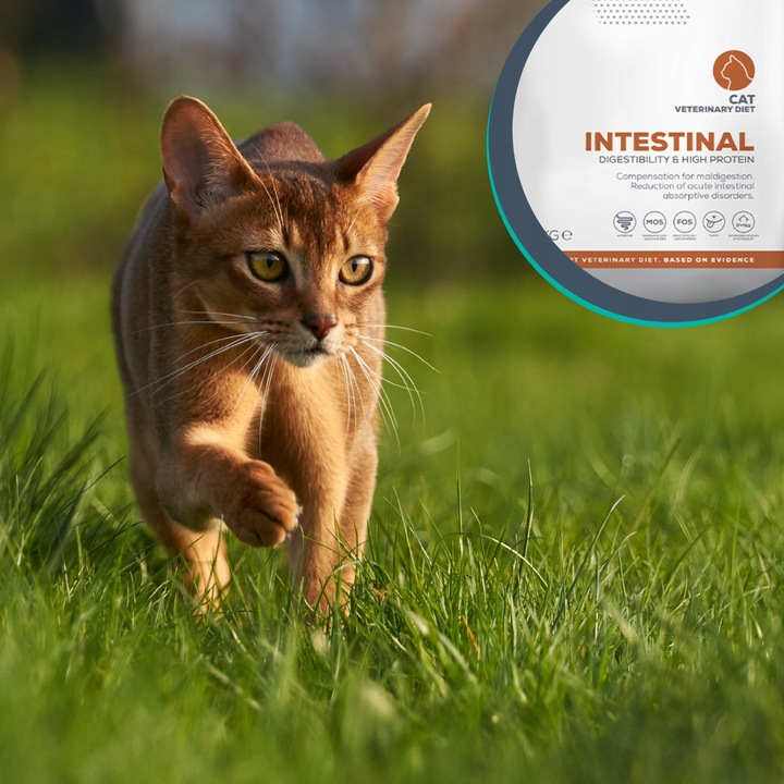 Sucha karma dla kotów wsparcie trawienia Vet Expert Intestinal 2 kg