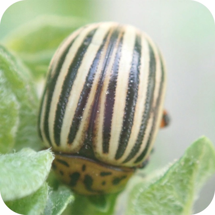 ŚRODEK PREPARAT NA MSZYCE CYPERKILL MAX 500 EC 250ML OWADOBÓJCZY DO WARZYW