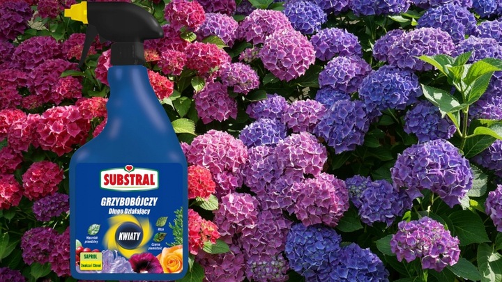 SAPROL GRZYBOBÓJCZY środek KWIATY: ZWALCZA CHRONI