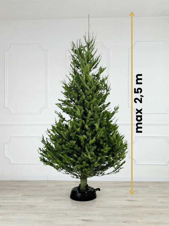 STOJAK CHOINKOWY KAMAI PODSTAWKA NA DRZEWKO 2,5M + GRATIS 100 ŚWIATEŁEK LED