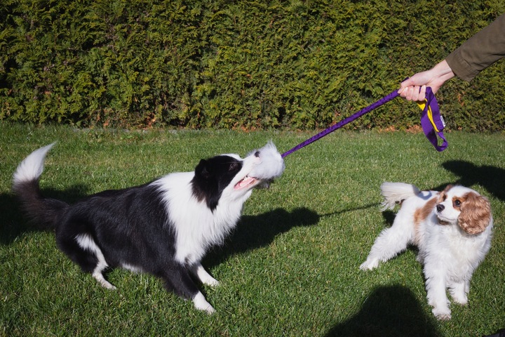 SZARPAK naturalny owca AMORTYZATOR 65cm TURKUS