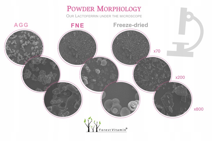 LAKTOFERYNA LACTOFERRIN 95% 60 kaps PERFEKCYJNA JAKOŚĆ