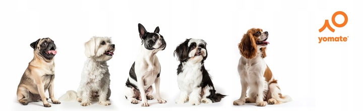 MOCNA SMYCZ AUTOMATYCZNA dla PSA / CZARNA / BLOKADA / TAŚMA / 5 METRÓW