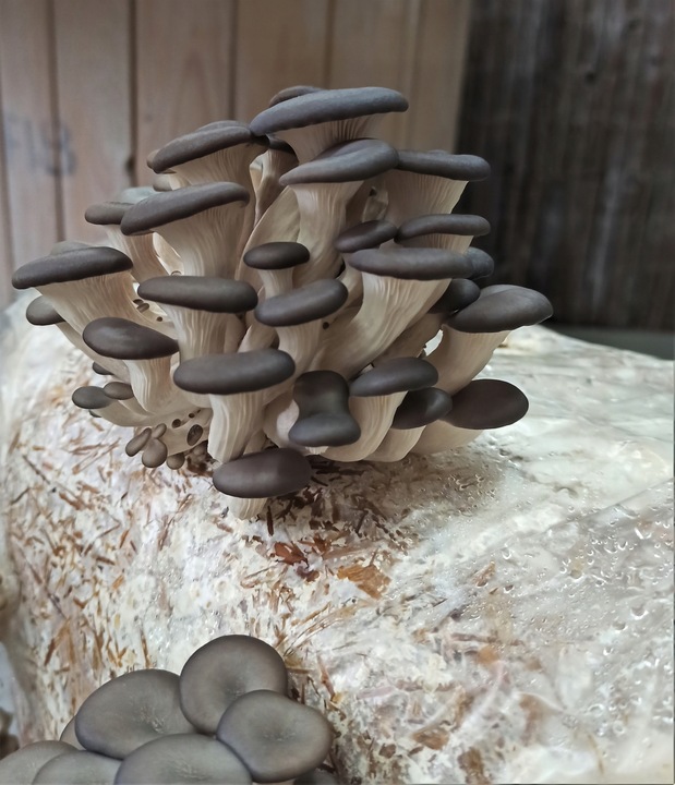 GRZYBNIA BOCZNIAKA DUŻY BALOT kostka około 15kg