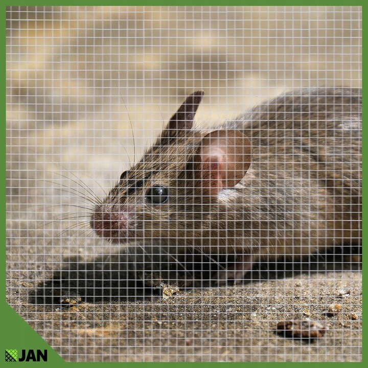 Siatka przeciw Gryzoniom 6x6x0,65 ocynk Hodowlana Na Woliery Zgrzewana 5m2