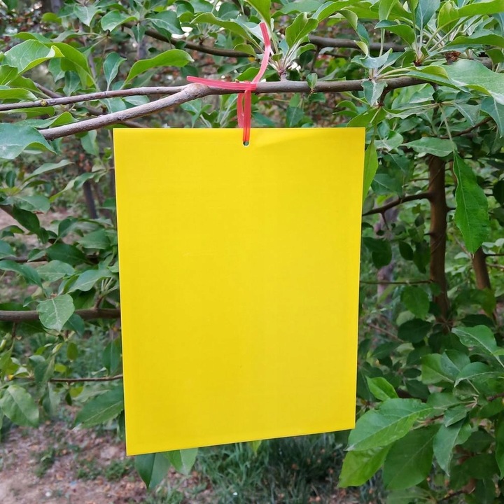 ŻÓŁTE LEPY DO DONICZEK ziemiórki OWADY skuteczne