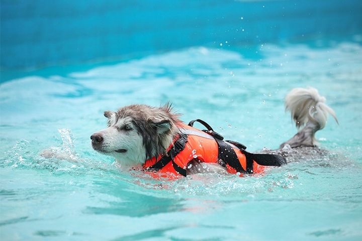 KAPOK dla Psa do Pływania Kamizelka Ratunkowa do Wody z Odblaskami roz. L