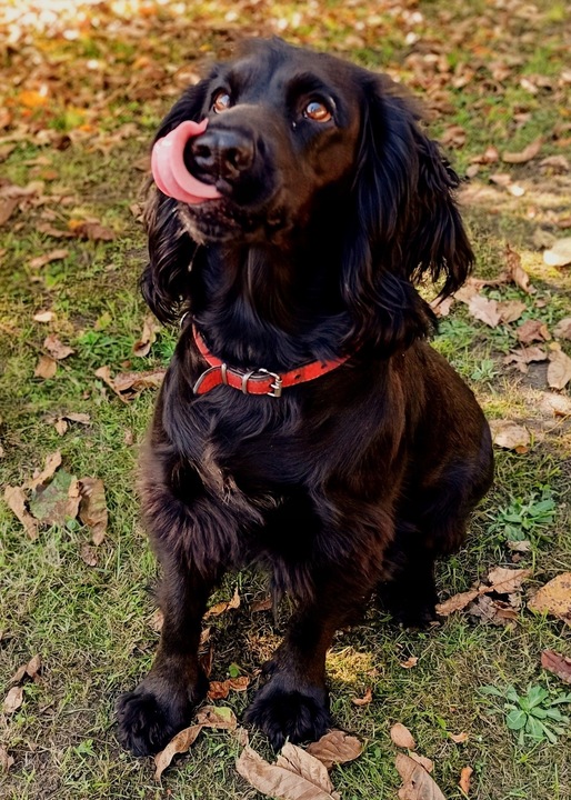 Gryzak NATURALNY poroże jelenia dla psa L HARD 15-17 cm