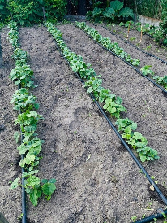 LINIA KROPLUJĄCA NAWADNIANIE Kropelkowe Wąż pocący kroplujący 100 mb