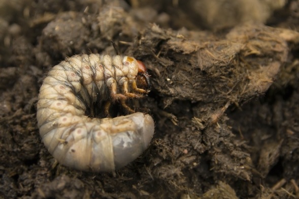 Agrecol GRAMMINI-LIMIT 10 g 394