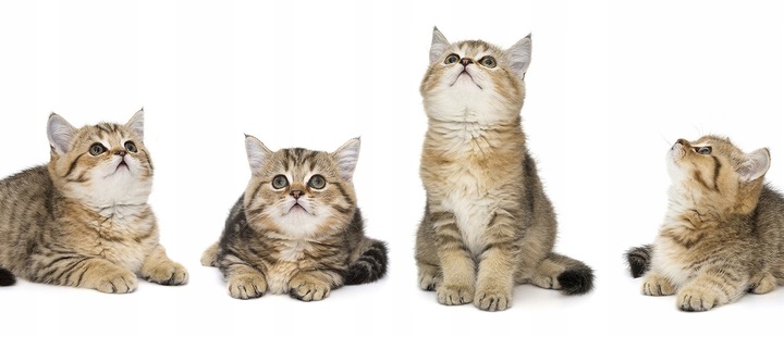 POCHŁANIACZ NEUTRALIZATOR ZAPACHÓW MOCZU KOTA ISOKOR 1L ANTI URINE CLEANER