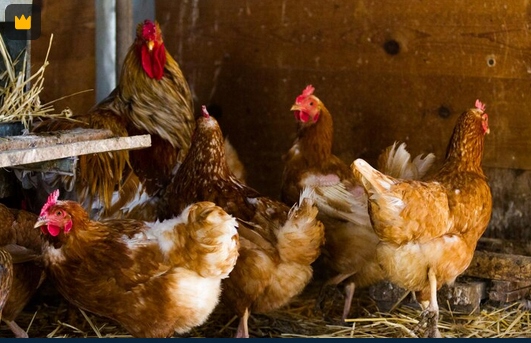 KURKA NATURKA SYPKA PASZA DLA KUR NIOSKA NUTRENA 25kg