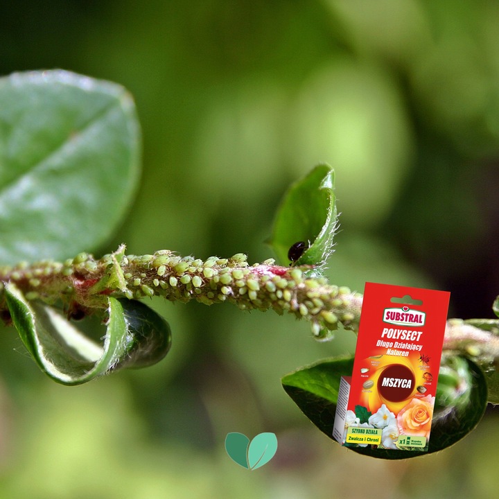 Substral Polysect Na Mszyce Zwalcza SZKODNIKI Owadobójczy Naturen 20 ml x3