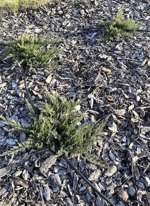 LINIA KROPLUJĄCA XXL 100m + 100el NAWODNIENIE KROPELKOWE WĄŻ KROPELKUJĄCY