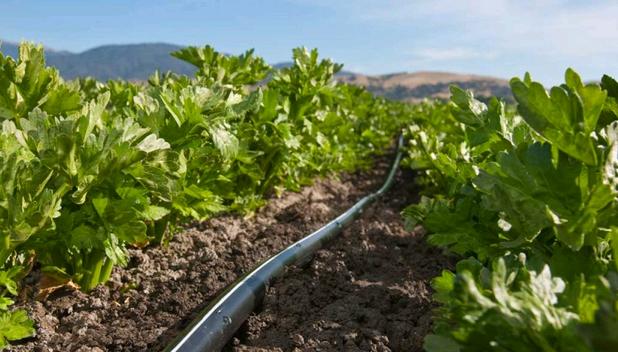 TAŚMA KROPLUJĄCA 1000m 15cm 8mil emiter 1,2l/h