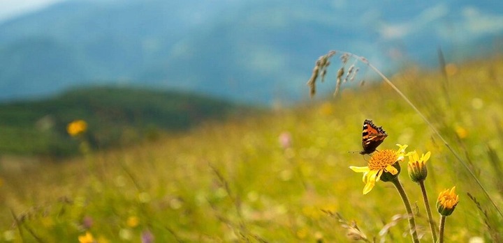 Aparat cyfrowy KODAK FZ152 Zoom x15 Czarny