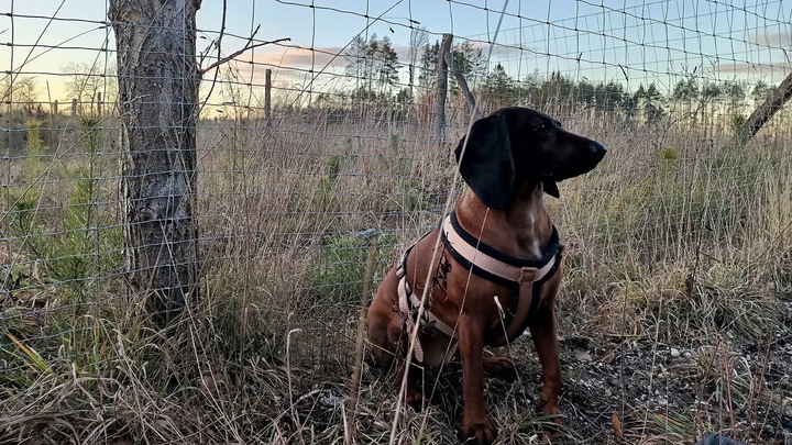 Siatka leśna - 120/20/15 G16 - 50 m