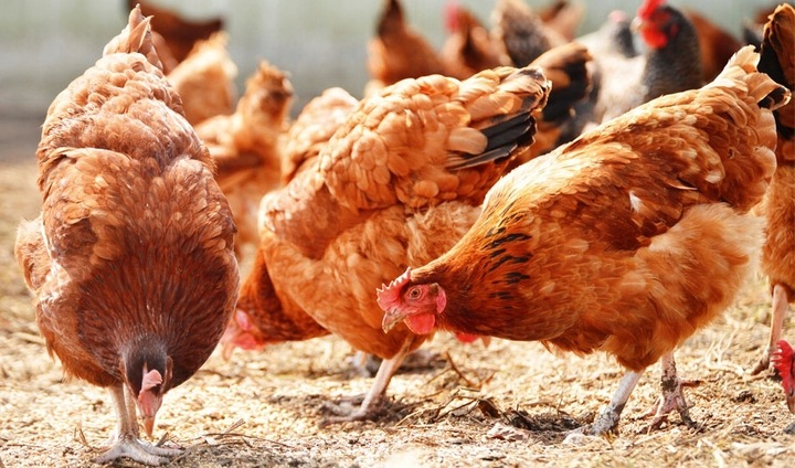 Karma dla kur Kampol Kokoszka Babuni KB 20kg