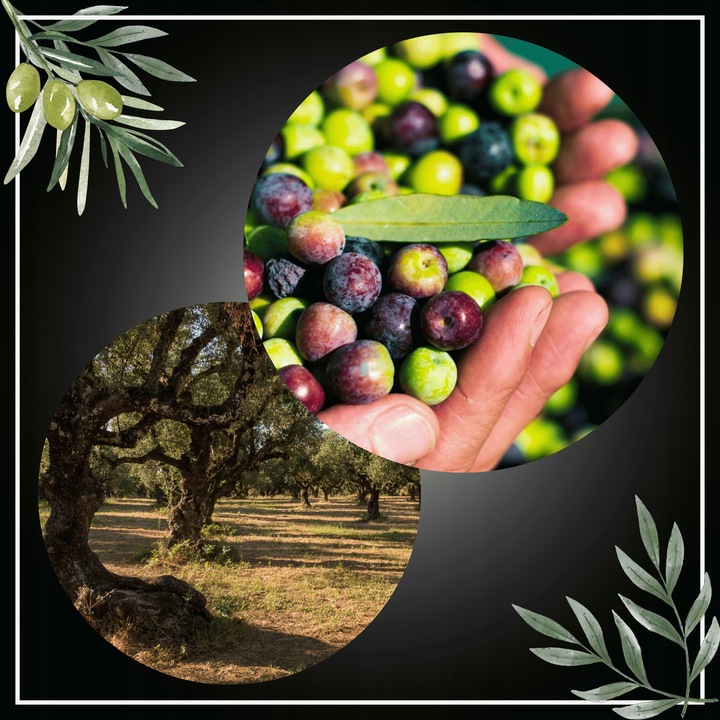 Nagradzana GRECKA Oliwa z Oliwek Extra Virgin 3L - ZBIÓR 2024/25 1 w POLSCE