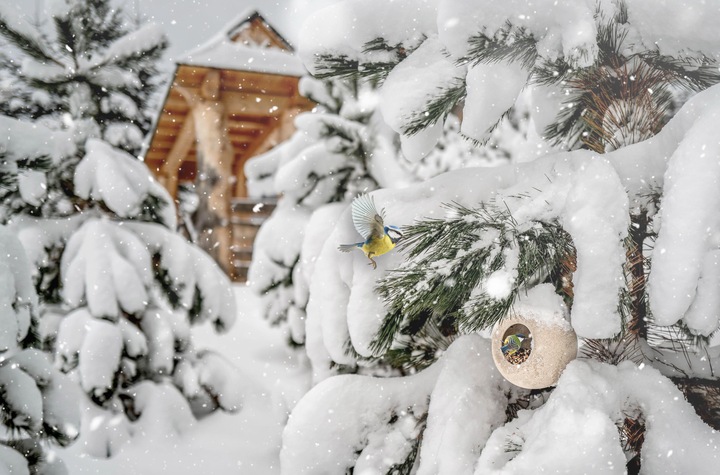 NOWOCZESNY KARMNIK DLA PTAKÓW ZIMUJĄCYCH LISA + POKARM KARMA ZIARNO 1KG