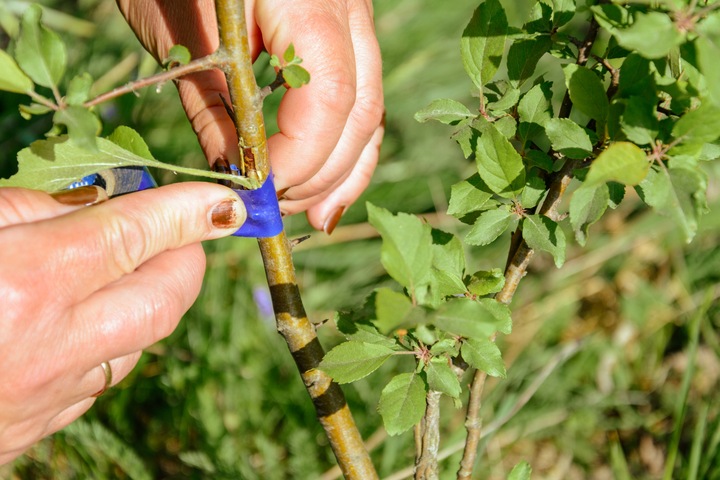 SEKATOR NOŻYCOWY NOŻYCE DO SZCZEPIEŃ OKULIZACJI DRZEW TAŚMA GRATIS