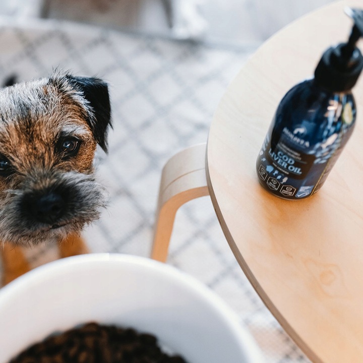 HOLISTA COD LIVER OIL TRAN z DORSZA OLEJ dla Psa KOTA WITAMINY A D3 250ML