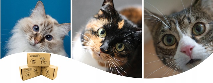 Karma mokra dla kota Saszetka Mix Smaków Wielka Paka Dla Kociaka 50 szt.