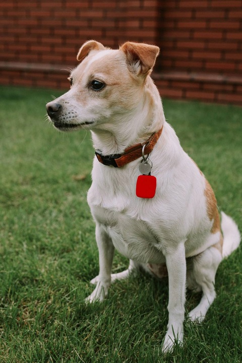 Lokalizator do kluczy roweru dla psa samochodu dziecka NotiOne GO PLus