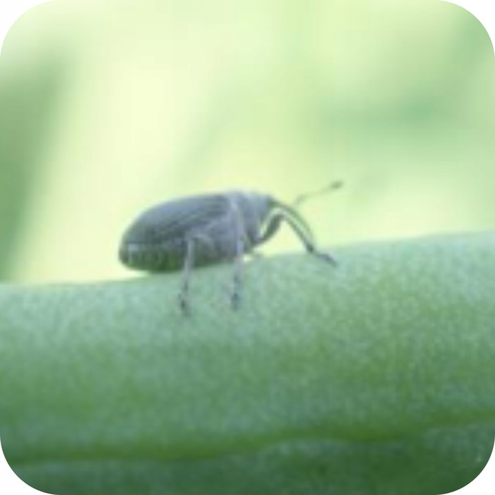 ŚRODEK PREPARAT NA MSZYCE CYPERKILL MAX 500 EC 250ML OWADOBÓJCZY DO WARZYW