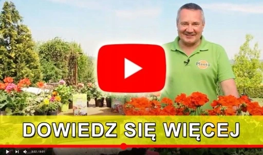 SEKATOR RĘCZNY ZAPADKOWY DO TWARDYCH GAŁĘZI MOCNY