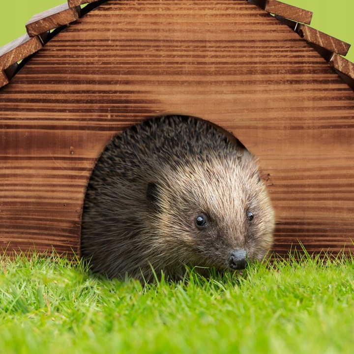 Domek dla jeża