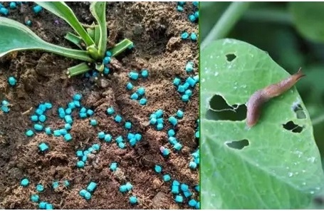 BROS VITROL GB naturalny granulat na ślimaki bezpieczny dla zwierząt 1kg