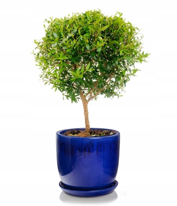 CERAMICZNA DONICZKA Z PODSTAWKIEM 23cm NIEBIESKA