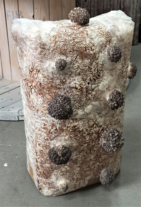 GRZYBNIA BOCZNIAKA DUŻY BALOT kostka około 15kg